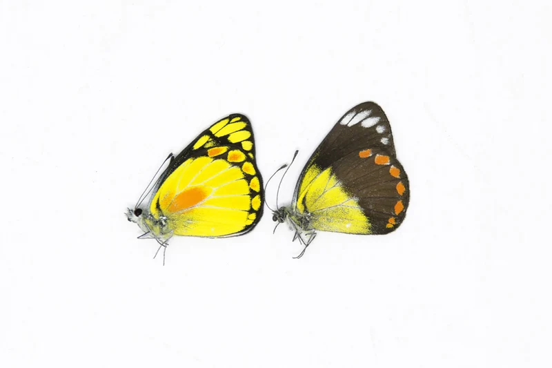 1 x Sexed Pair - Delias lemoulti | A1 Unmounted Specimens