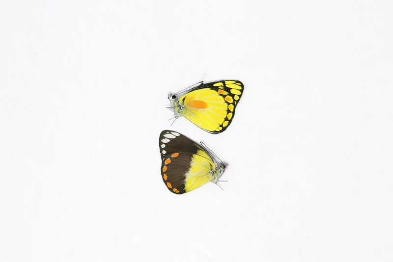 1 x Sexed Pair - Delias lemoulti | A1 Unmounted Specimens