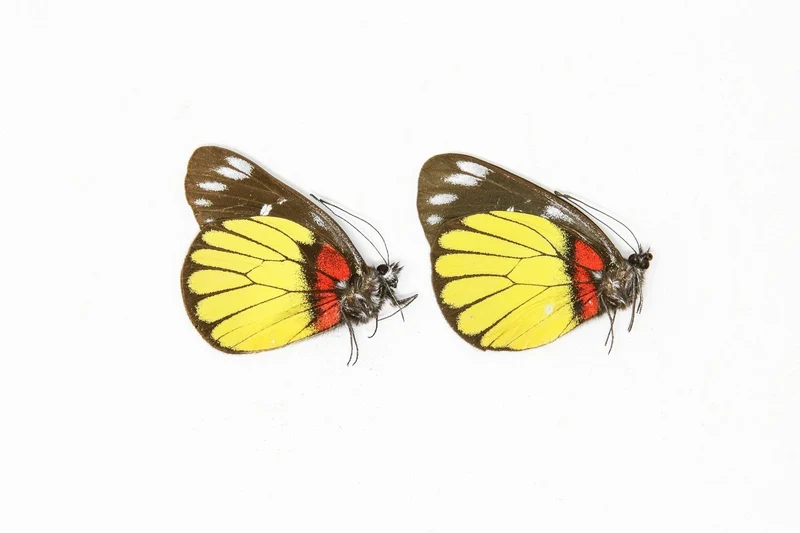 2 x Delias crithoe | A1 Unmounted Specimen