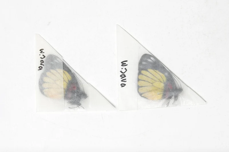 2 x Delias crithoe | A1 Unmounted Specimen