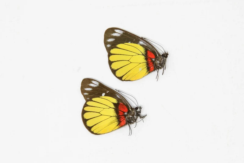 2 x Delias crithoe | A1 Unmounted Specimen