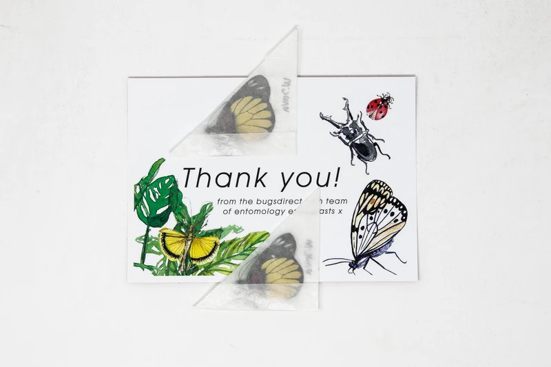 2 x Delias crithoe | A1 Unmounted Specimen