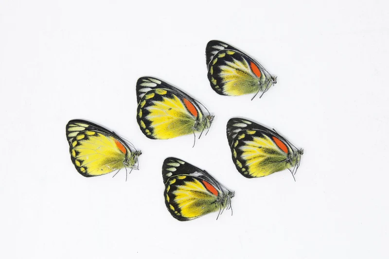Lot of 5 Delias henningia | A1 Unmounted Specimens