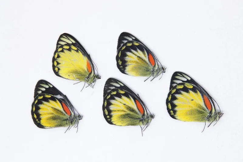 Lot of 5 Delias henningia | A1 Unmounted Specimens