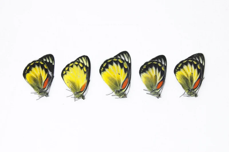 Lot of 5 Delias henningia | A1 Unmounted Specimens