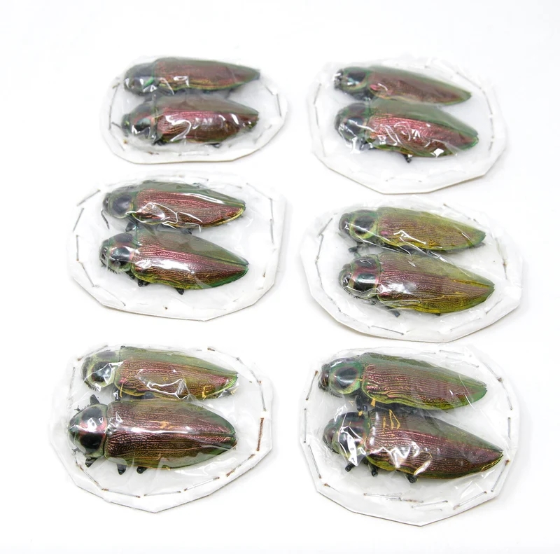 Giant Metallic Ceiba Borer Beetle Pair (Euchroma gigantea) | A1 Unmounted Specimens