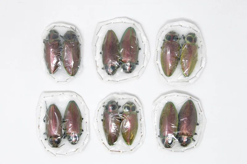 Giant Metallic Ceiba Borer Beetle Pair (Euchroma gigantea) | A1 Unmounted Specimens