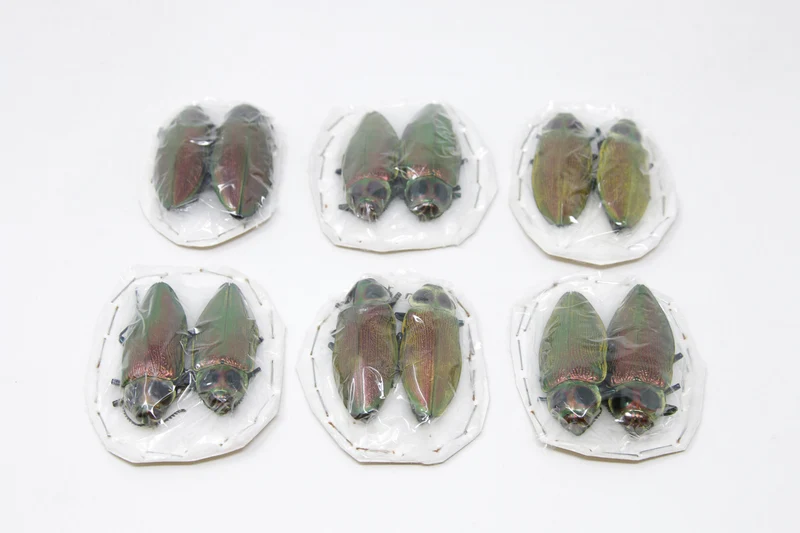Giant Metallic Ceiba Borer Beetle Pair (Euchroma gigantea) | A1 Unmounted Specimens