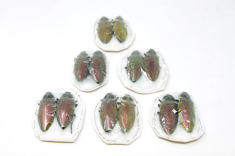 Giant Metallic Ceiba Borer Beetle Pair (Euchroma gigantea) | A1 Unmounted Specimens