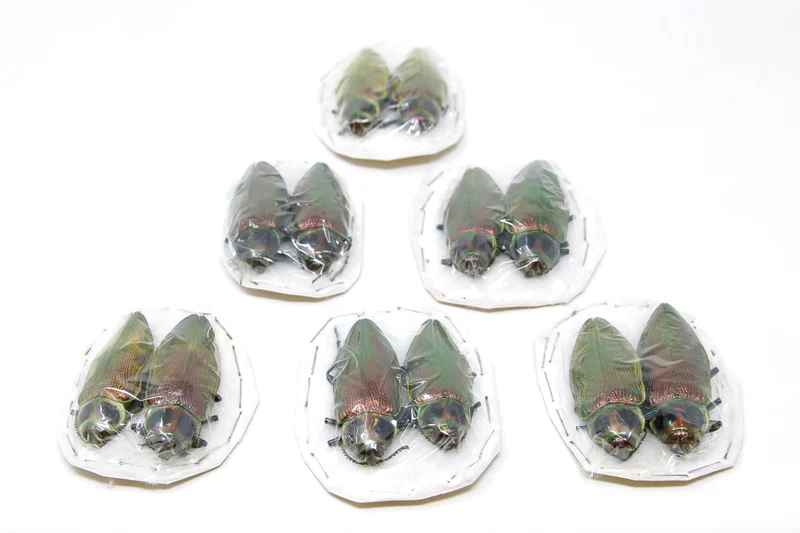 Giant Metallic Ceiba Borer Beetle Pair (Euchroma gigantea) | A1 Unmounted Specimens