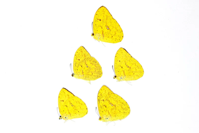 5 x Phoebis argante | The Apricot Sulphur Butterflies | A1 Unmounted Specimens