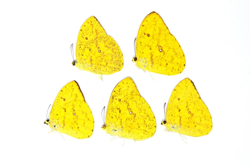 5 x Phoebis argante | The Apricot Sulphur Butterflies | A1 Unmounted Specimens