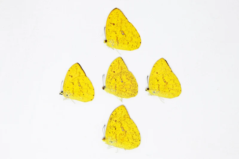 5 x Phoebis argante | The Apricot Sulphur Butterflies | A1 Unmounted Specimens