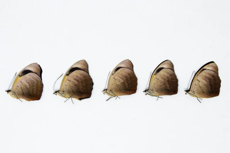 5 x Catonephele numilia | The Blue-frosted Catone Butterflies | A1 Unmounted Specimens