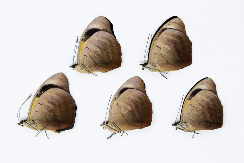 5 x Catonephele numilia | The Blue-frosted Catone Butterflies | A1 Unmounted Specimens
