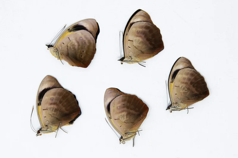 5 x Catonephele numilia | The Blue-frosted Catone Butterflies | A1 Unmounted Specimens
