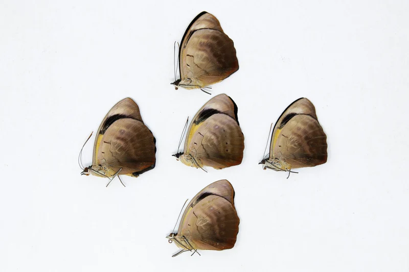 5 x Catonephele numilia | The Blue-frosted Catone Butterflies | A1 Unmounted Specimens