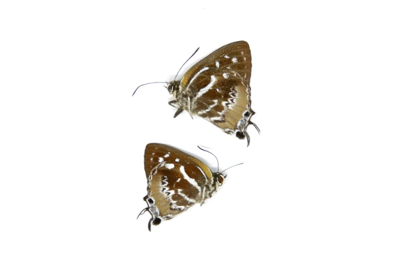 Two (2) The Scarce Silverstreak Butterflies | Irota rochana | A1 Dry-preserved Unmounted Butterflies for Entomology Collecting