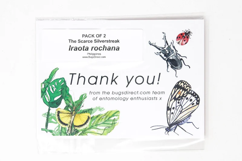 Two (2) The Scarce Silverstreak Butterflies | Irota rochana | A1 Dry-preserved Unmounted Butterflies for Entomology Collecting