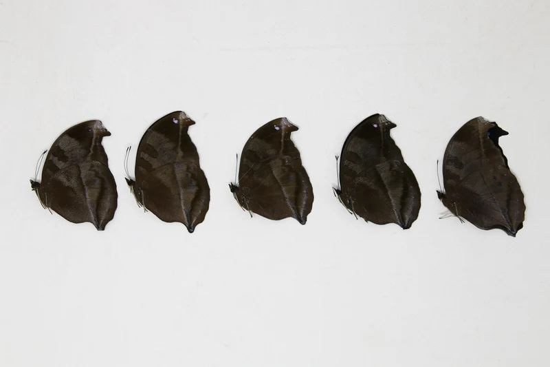 5 x Napocles jucunda | The Great Blue Butterfly | A1 Unmounted Specimens