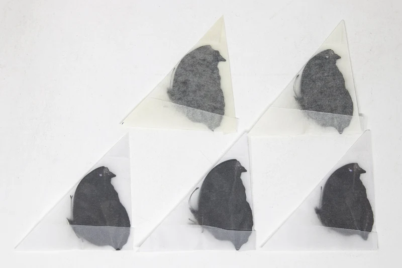 5 x Napocles jucunda | The Great Blue Butterfly | A1 Unmounted Specimens