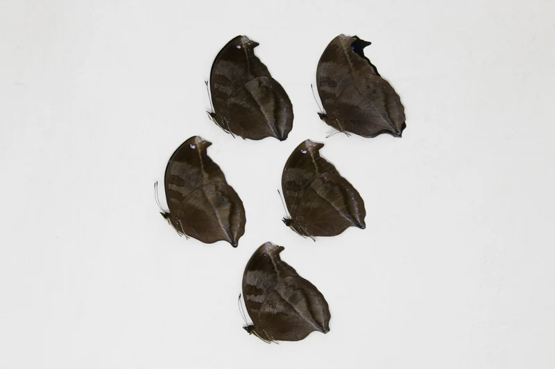 5 x Napocles jucunda | The Great Blue Butterfly | A1 Unmounted Specimens