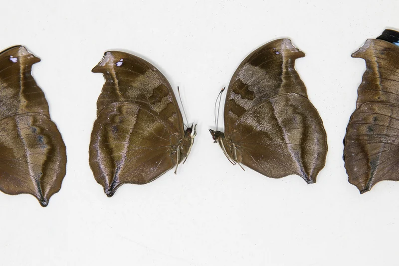 5 x Napocles jucunda | The Great Blue Butterfly | A1 Unmounted Specimens