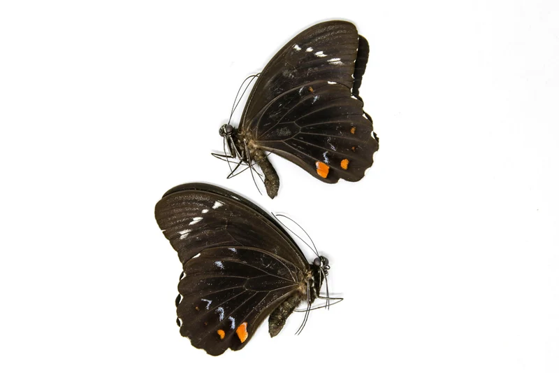 2 x Papilio aegeus | Orchard Swallowtail Butterflies | A2 Unmounted Specimens