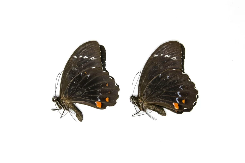 2 x Papilio aegeus | Orchard Swallowtail Butterflies | A2 Unmounted Specimens