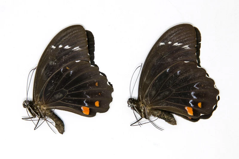 2 x Papilio aegeus | Orchard Swallowtail Butterflies | A2 Unmounted Specimens