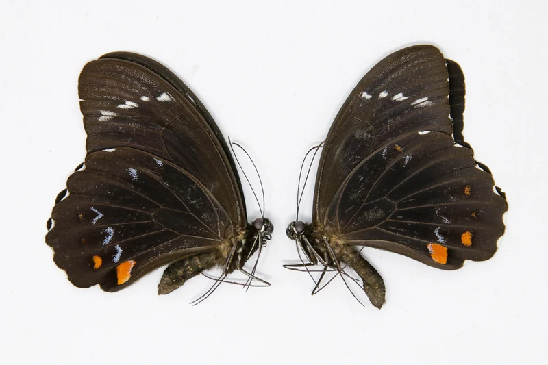 2 x Papilio aegeus | Orchard Swallowtail Butterflies | A2 Unmounted Specimens