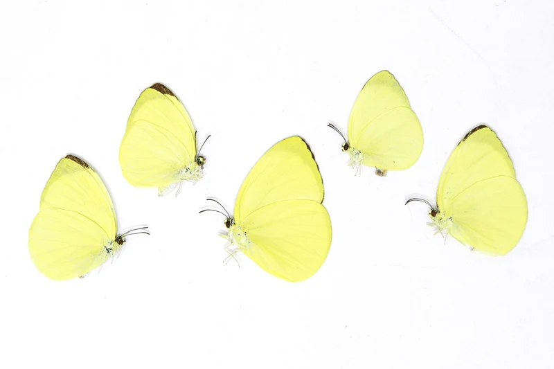 5 x Gandaca harina | The Tree Yellow Butterfly | A1 Unmounted Specimens