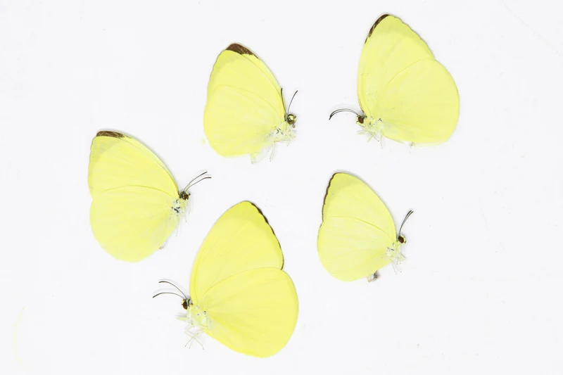 5 x Gandaca harina | The Tree Yellow Butterfly | A1 Unmounted Specimens