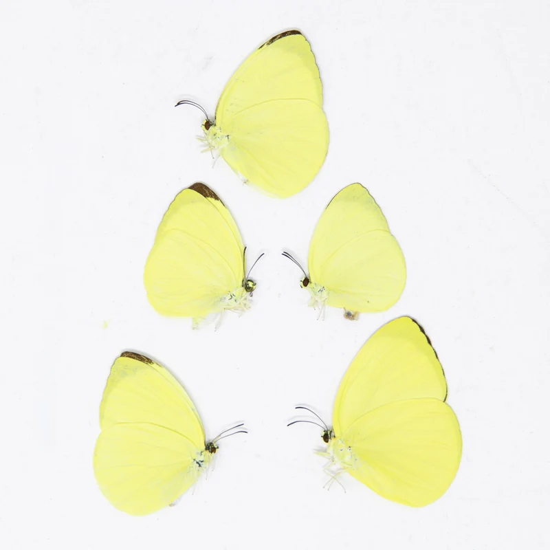 5 x Gandaca harina | The Tree Yellow Butterfly | A1 Unmounted Specimens