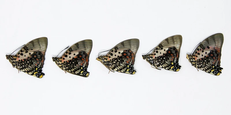 5 x Charaxes zingha | The Shining Red Charaxes | A1 Unmounted Specimens
