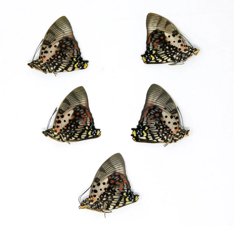 5 x Charaxes zingha | The Shining Red Charaxes | A1 Unmounted Specimens