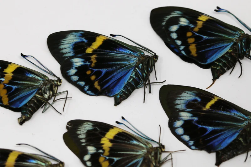 10 x Eterusia repleta | Blue Day-flying Moths | A1 Unmounted Specimens