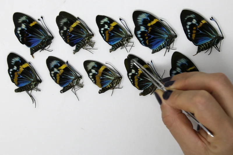 10 x Eterusia repleta | Blue Day-flying Moths | A1 Unmounted Specimens
