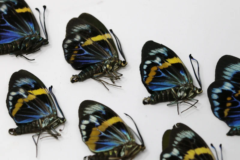 10 x Eterusia repleta | Blue Day-flying Moths | A1 Unmounted Specimens