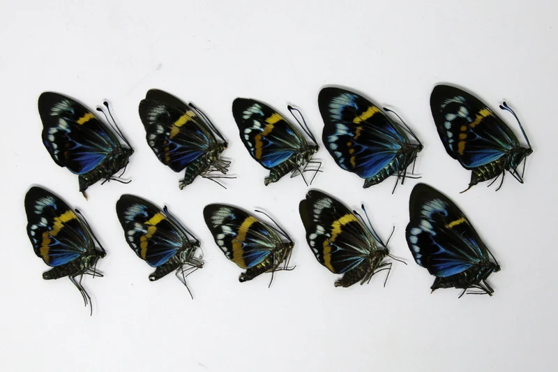 10 x Eterusia repleta | Blue Day-flying Moths | A1 Unmounted Specimens