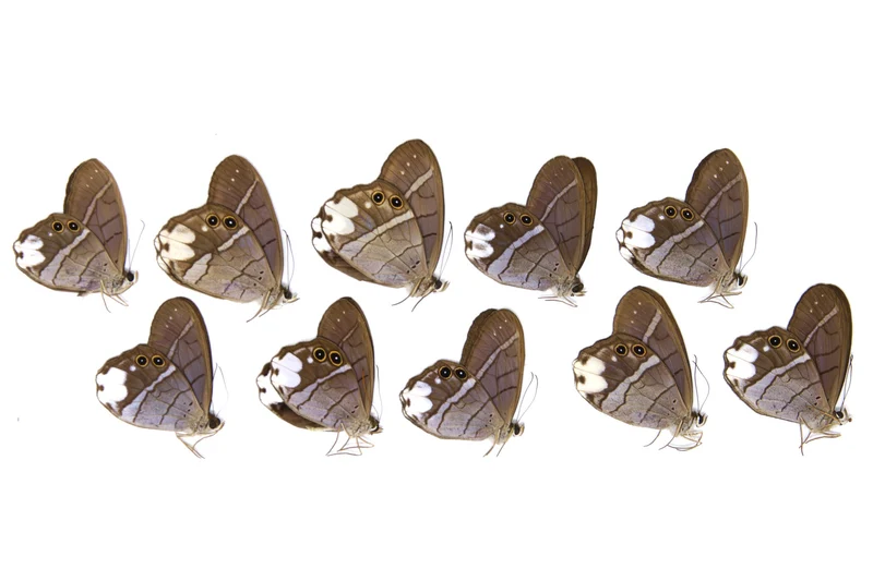 10 x Pierella lucia | White-patched Phantom | A1 Unmounted Specimens