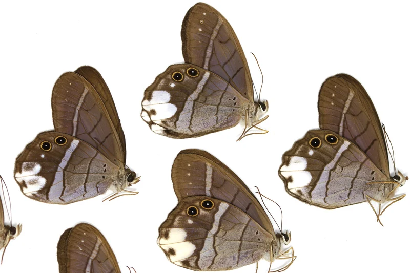 10 x Pierella lucia | White-patched Phantom | A1 Unmounted Specimens