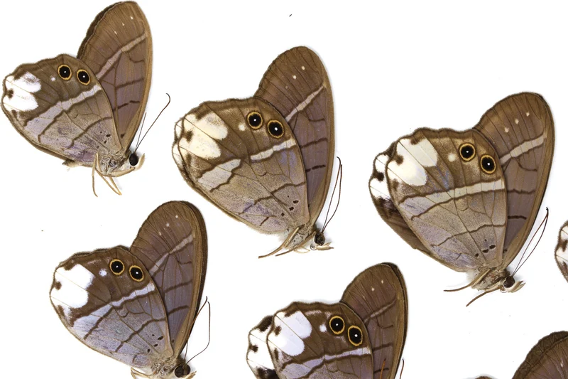 10 x Pierella lucia | White-patched Phantom | A1 Unmounted Specimens