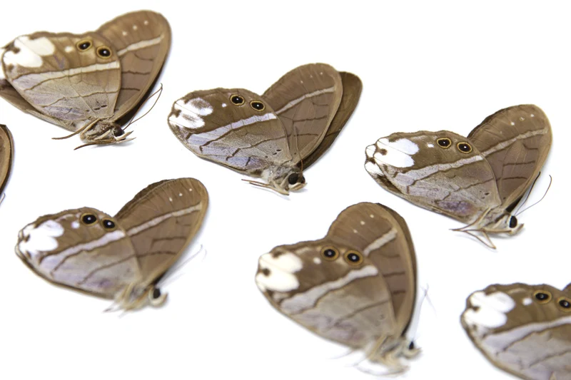 10 x Pierella lucia | White-patched Phantom | A1 Unmounted Specimens