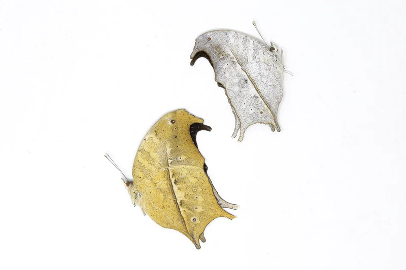 TWO (2) Clouded Mother of Pearl | Protogoniomorpha anacardii duprei | A1 Unmounted Specimens