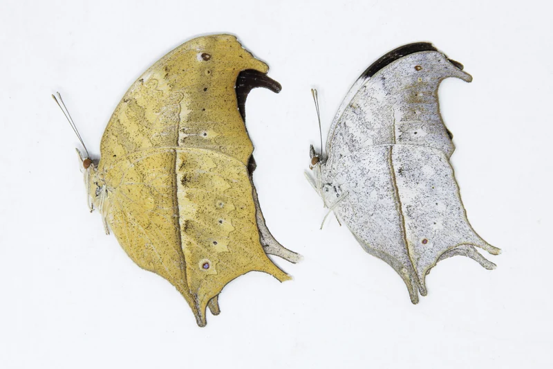 TWO (2) Clouded Mother of Pearl | Protogoniomorpha anacardii duprei | A1 Unmounted Specimens