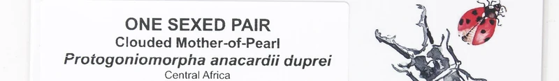 TWO (2) Clouded Mother of Pearl | Protogoniomorpha anacardii duprei | A1 Unmounted Specimens