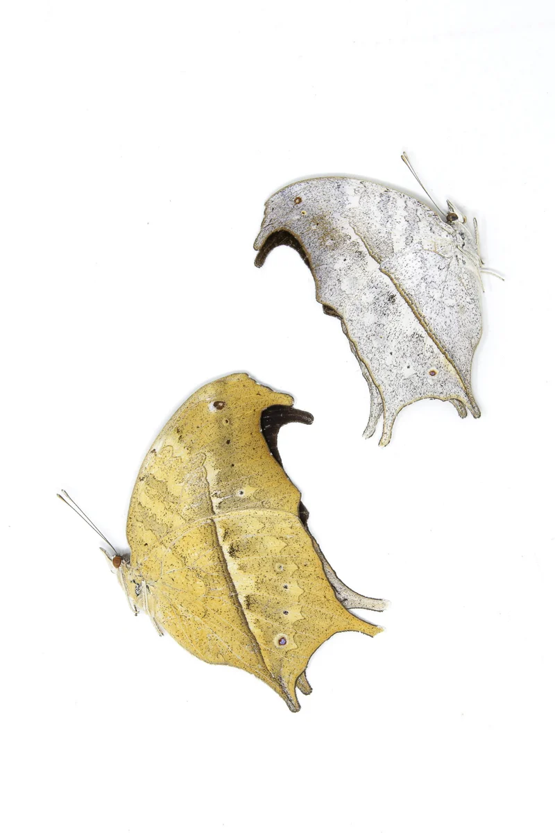 TWO (2) Clouded Mother of Pearl | Protogoniomorpha anacardii duprei | A1 Unmounted Specimens