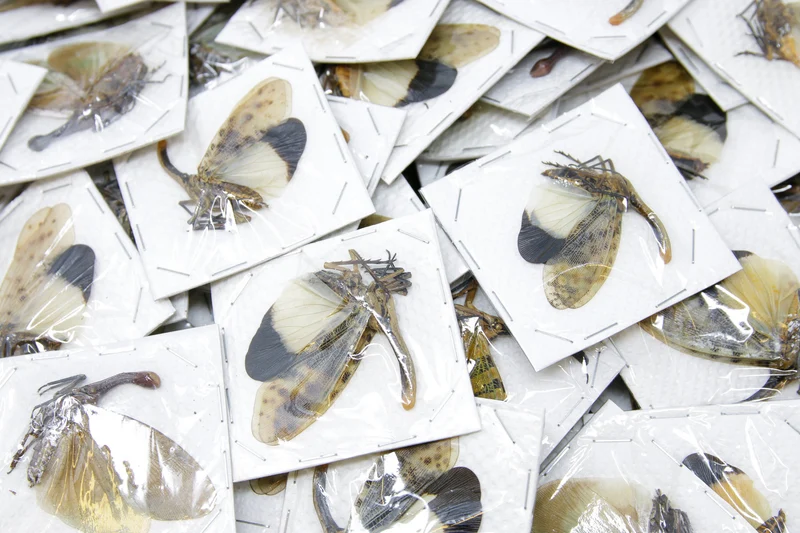 5 x Blue-form Lantern Bugs | Pyrops astarte 60-80mm | A1 Unmounted Specimens