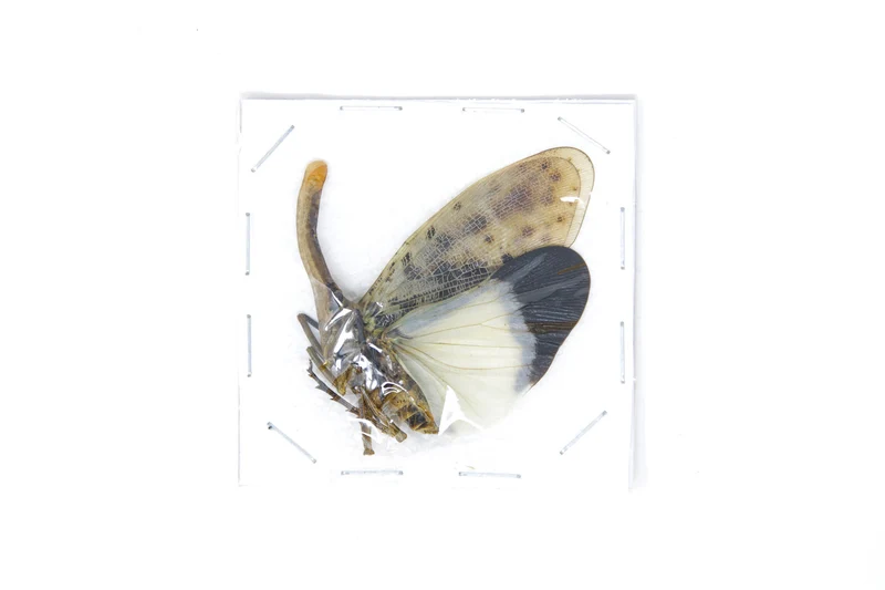 5 x Blue-form Lantern Bugs | Pyrops astarte 60-80mm | A1 Unmounted Specimens
